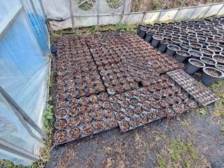 주일현님의 블루베리 · 영농일지 작성글 사진