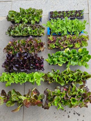 김해열님의 기타작물 · 영농일지 작성글 사진