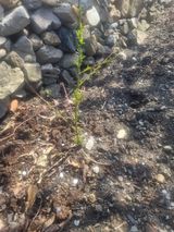 팜모닝 기타작물·영농일지 게시글 이미지