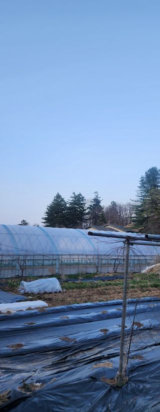 안나님의 기타작물 · 영농일지 작성글 사진