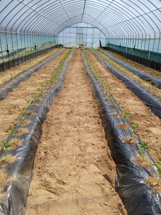 고추농사님의 고추 · 영농일지 작성글 사진