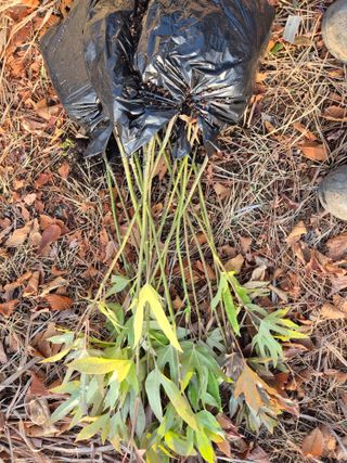 황매산신령님의 기타작물 · 영농일지 작성글 사진