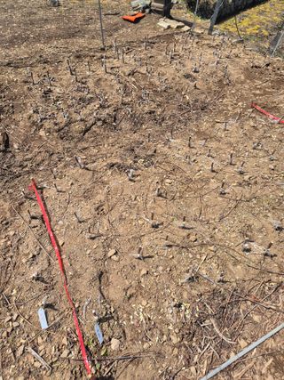 님의 감 · 영농일지 작성글 사진