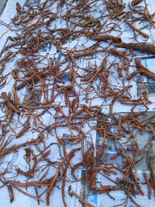 인생은 소풍처럼~님의 기타작물 · 영농일지 작성글 사진