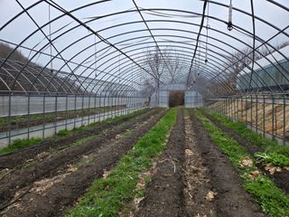 윤자용11대임후회장님의 고추 · 영농일지 작성글 사진