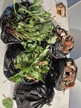 팜모닝 기타작물·영농일지 게시글 이미지