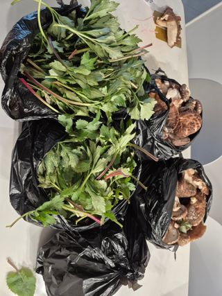 엉뚱님의 기타작물 · 영농일지 작성글 사진