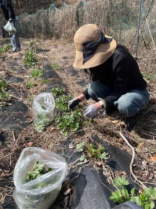 이종애님의 기타작물 · 영농일지 작성글 사진