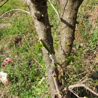 섬진강님의 매실 · 영농일지 작성글 사진