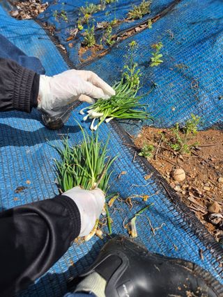 김영옥님의 파 · 영농일지 작성글 사진