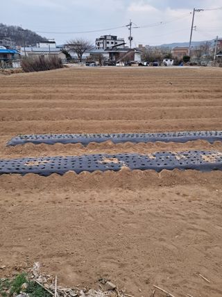 홍대의님의 기타작물 · 영농일지 작성글 사진