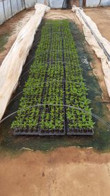 팜모닝 기타작물·영농일지 게시글 이미지