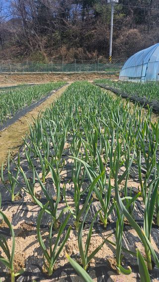 이순정님의 마늘 · 영농일지 작성글 사진