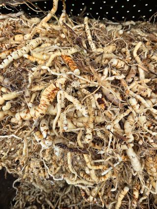 윤자용11대임후회장님의 고추 · 영농일지 작성글 사진