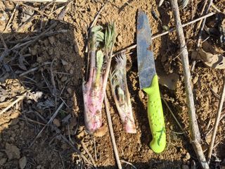 인생은바람처럼구름처럼님의 두릅 · 영농일지 작성글 사진