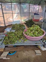 팜모닝 두릅·영농일지 게시글 이미지