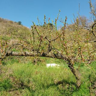 섬진강님의 매실 · 영농일지 작성글 사진