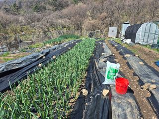 이준영님의 기타작물 · 영농일지 작성글 사진