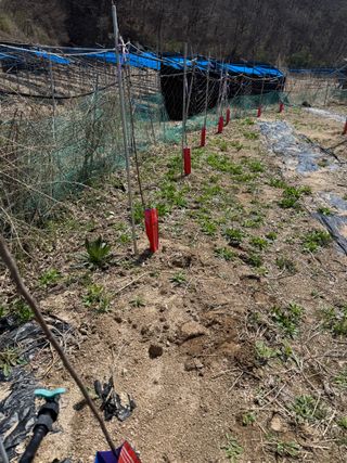 이관희님의 두릅 · 영농일지 작성글 사진