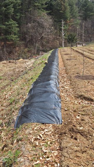  조약돌님의 기타작물 · 영농일지 작성글 사진