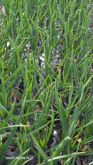 박용열조물주님 님의 기타작물 · 영농일지 작성글 사진