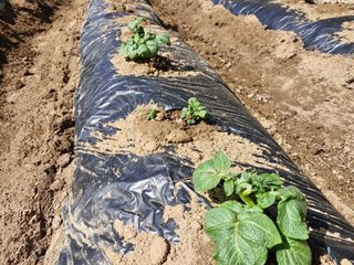 성은모님의 기타작물 · 영농일지 작성글 사진