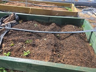 오세창님의 감자 · 영농일지 작성글 사진