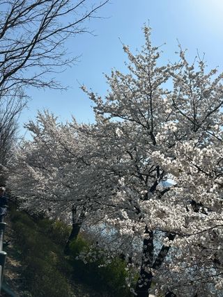 이익수님의 기타작물 · 영농일지 작성글 사진