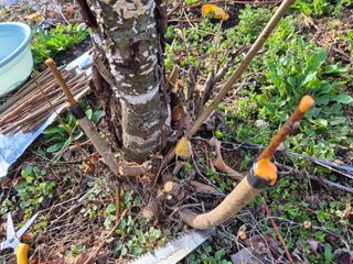 최문탁님의 기타작물 · 영농일지 작성글 사진