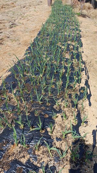 박순덕님의 시금치 · 영농일지 작성글 사진