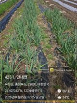 팜모닝 기타작물·영농일지 게시글 이미지