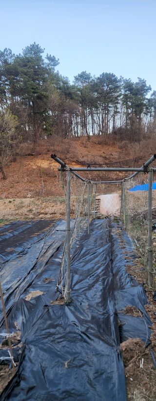 안나님의 기타작물 · 영농일지 작성글 사진