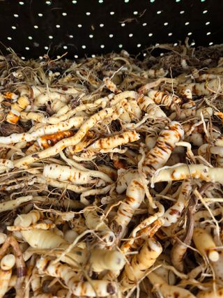 윤자용11대임후회장님의 고추 · 영농일지 작성글 사진