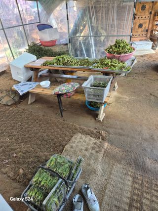 박성균님의 두릅 · 영농일지 작성글 사진