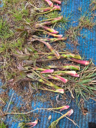 김영옥님의 파 · 영농일지 작성글 사진