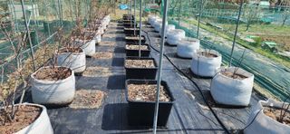 알 수 없음님의 블루베리 · 영농일지 작성글 사진