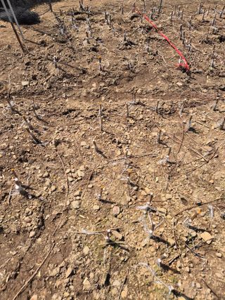 님의 감 · 영농일지 작성글 사진