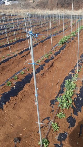 하루의행복님의 기타작물 · 영농일지 작성글 사진