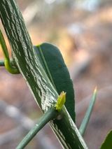 팜모닝 기타작물·영농일지 게시글 이미지