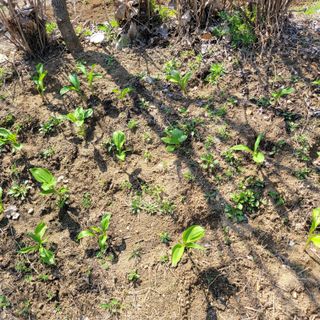 화려한이글님의 기타작물 · 영농일지 작성글 사진