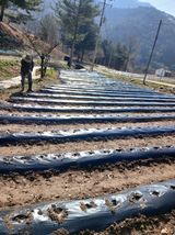 팜모닝 기타작물·영농일지 게시글 이미지