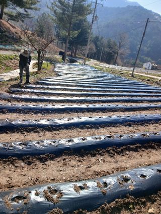 인생은 소풍처럼~님의 기타작물 · 영농일지 작성글 사진