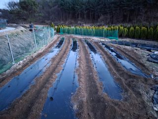 장두학님의 기타작물 · 영농일지 작성글 사진