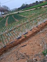 팜모닝 마늘·영농일지 게시글 이미지