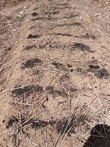 거창두릅농원김성희님의 작성글 사진