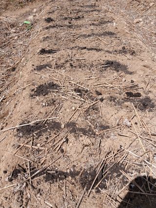 거창두릅농원김성희님의 두릅 · 영농일지 작성글 사진