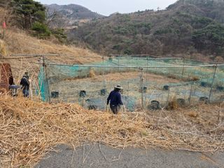 이종애님의 두릅 · 영농일지 작성글 사진