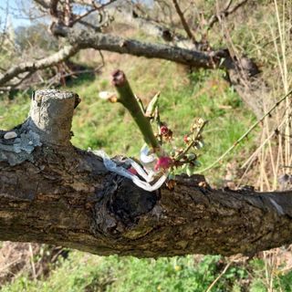 섬진강님의 매실 · 영농일지 작성글 사진