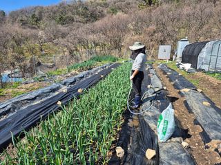 이준영님의 기타작물 · 영농일지 작성글 사진