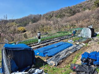 이준영님의 기타작물 · 영농일지 작성글 사진